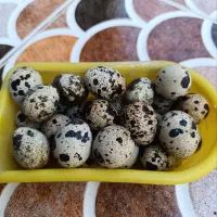 بلدرچین تخم