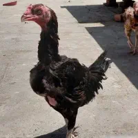 مرغ لاری تخم گزار