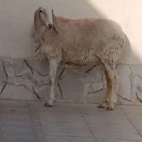 س یه گوسفند خیلی خوب درشت وزن سنگین