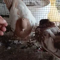 سینه|پرنده|اهرم, |دیوار