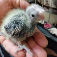 جوجه عروس سرلاکی،حلقه پا