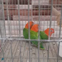 جوجه طوطی برزیلی اوپلاین گرین