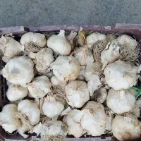 سیر درشت وخشک