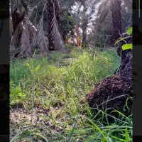 اجاره زمین کشاورزی