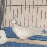 عروس هلندی کمیاب آلبینو چشم شرابی