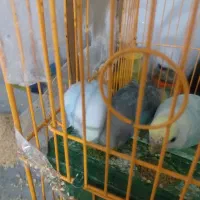 پرنده زینتی