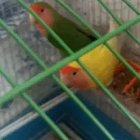 طوطی برزیلی