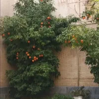 ویلایی-سه-طبقه-پلاک-4روپیلوت-بلوارمهر-380-متر