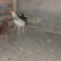 خروس جوان