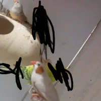 جفت فنچ نر ماده مولد