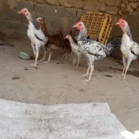 جوجه معله