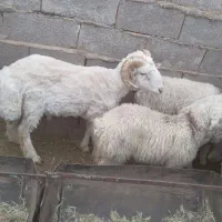 بره قوچ