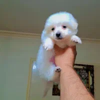 پامر عروسکی