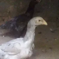 جوجه لاری