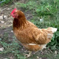نیمچه ی نژاد امروک ، لوهمن ، ایسبار