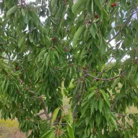 فروش-باغ-در-ارمغان-خانه-بحر-جاده-اصلی
