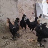 ۱۰ چفت کبوتر پرشی وزینتی