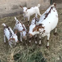 بز صلاله چهار قلوزا