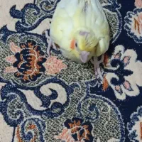 عروس لوتینو
