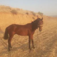 اسب