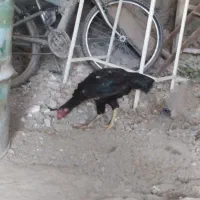 مرغ لاری معاوضه دارم