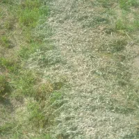 بیده دستی،