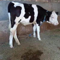 گوساله ماده مونت بیلیارد اصل