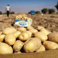 سیب زمینی/ درمان چیچک /کنترل اسکب / مشاوره