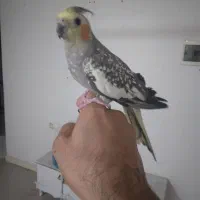 عروس هلندی ماده دستی درجه یک