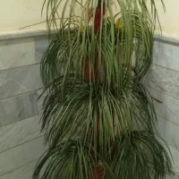 درختچه مصنوعی