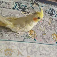 عروس هلندی