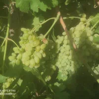فروش انگور