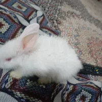 خرگوش