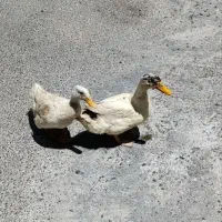 اردک