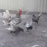 مرغ و خروس سبرایت مینیاتوری ریز جثه