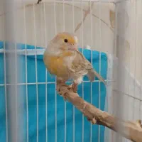 قناری ماده نژاددار