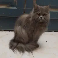واگذاری گربه پرشین اصیل