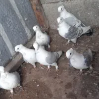 کبوتر بلژیکی