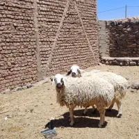 فروشی