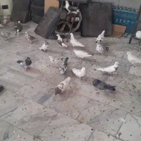 کفتر|پرنده|قروه, |دیوار