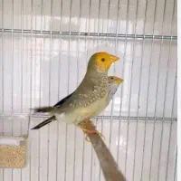 ستاره ای صورت نارنجی