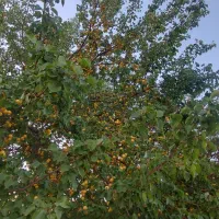 فروش-زمین-کشاورزی-از500متر-جهت-باغ-ویلا