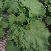 برگ دلمه نازک