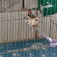 یک جفت فنچ