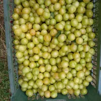 آلوچه سنتی
