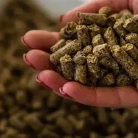 غذای بچه کپور