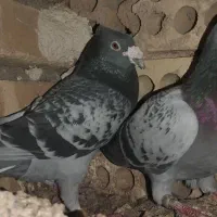 یک جفت نر درجه یک کاکلی و بدون کاکل  پلاکی
