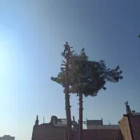خریدوفروش چوب درخت قط درخت توت سبیدار کاج وچوب سقف