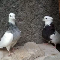 فروش جفت طوقی