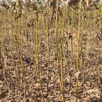 نهال‌گردو پربار، سودطلایی نهالستان سالم نهال